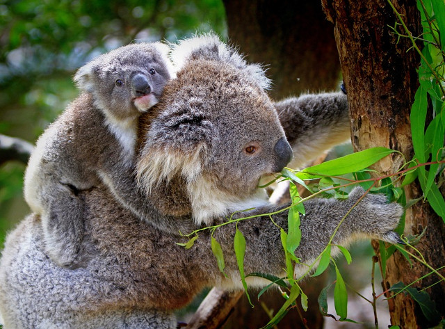 Cei mai simpatici ursuleti Koala