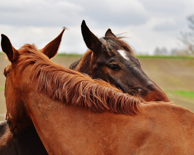 "O imbratisare e ca un bumerang: o primesti inapoi imediat" (Bill Keane)