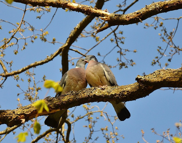 "Imbratisarea este, in gramatica dragostei, un cuvant compus" (Sarghis Sakaian)