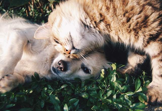 "Este foarte dificil sa obtii afectiunea unei pisici. Este un animal filozofic... unul care nu isi plaseaza afectiunea oriunde" (Theophile Gautier)