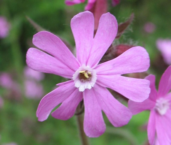 10. Campion (Silene tomentosa)