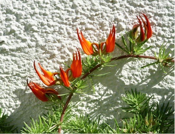 8. Ciocul papagalului (Lotus berthelotii)