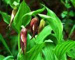 3. Papucul Doamnei galben si mov (Cypripedium calceolus)