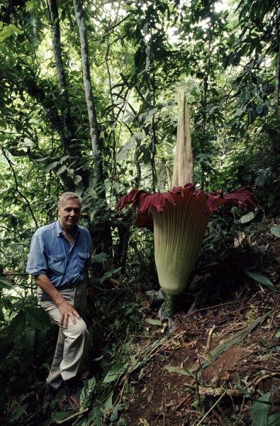 1. Floarea Cadavru (Amorphophallus titanum)