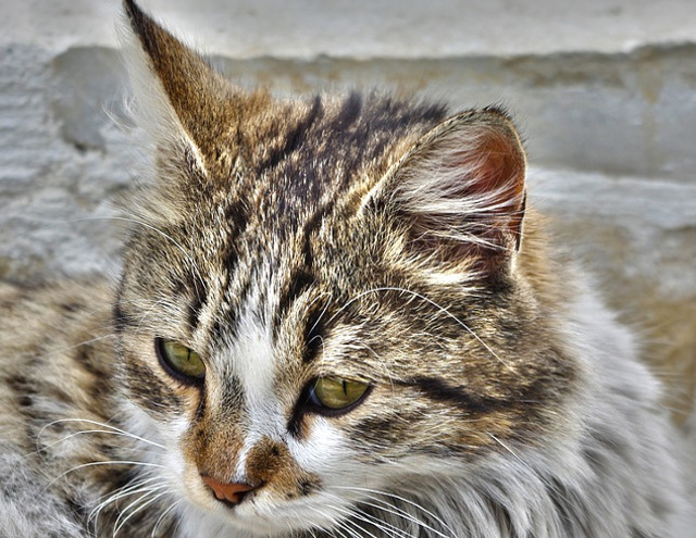 Pisicile beau apa de mare