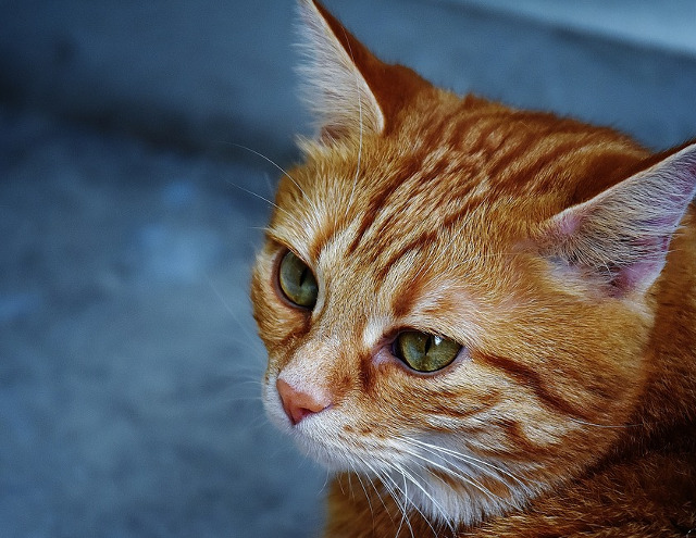 O pisica a ocupat functia de primar