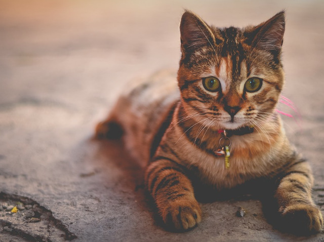 Pisicile rezista unor cazaturi extreme