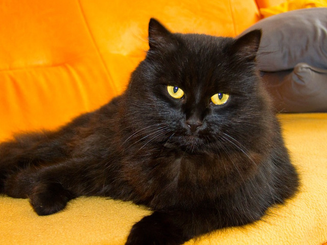 Cea mai bogata felina