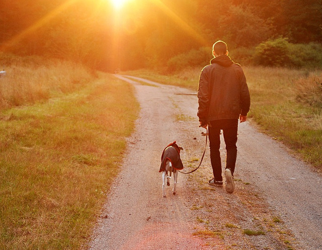 Iubitorii de caini au o noua optiune