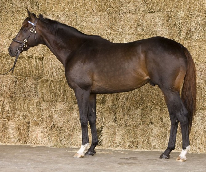 9. Calul de curse linistit