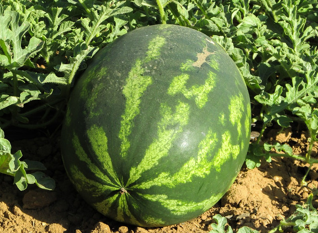 In timpul sarcinii, uterul femeii ajunge de la marimea unei piersici la marimea unui pepene