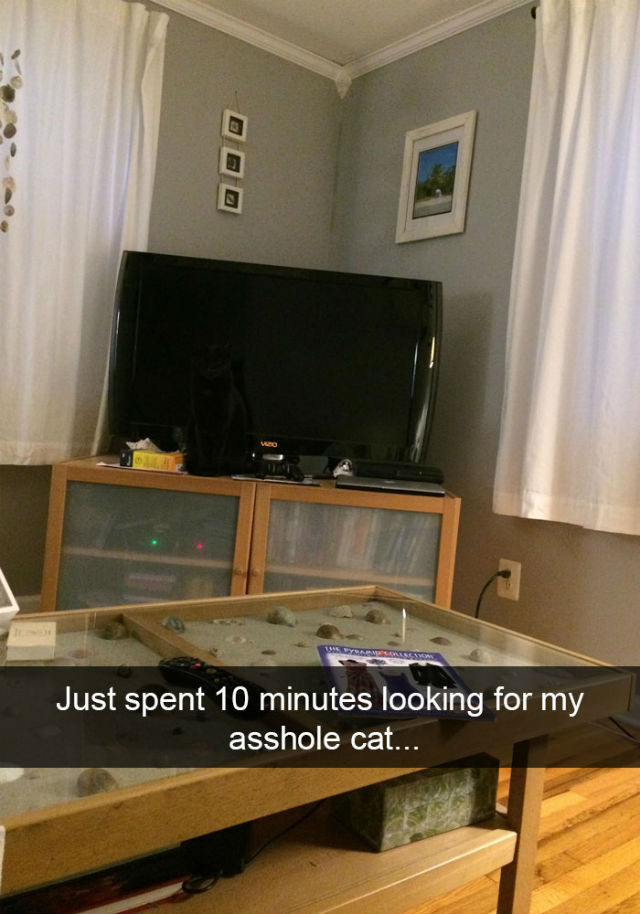 Poze amuzante cu pisici