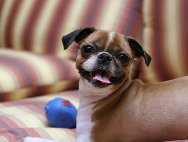 Cel mai zambaret catelus