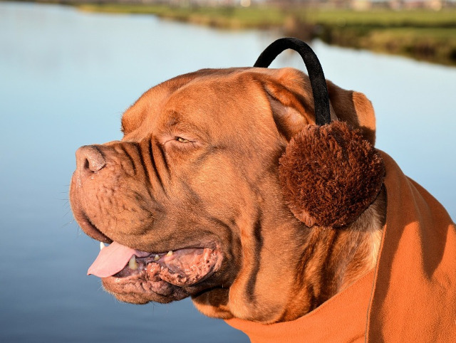 Iar acest caine pare sa fie de aceeasi parere!