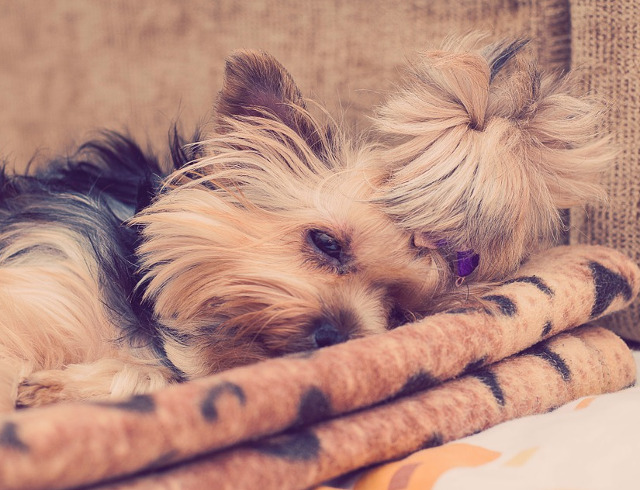 Cel mai somnoros catelus!