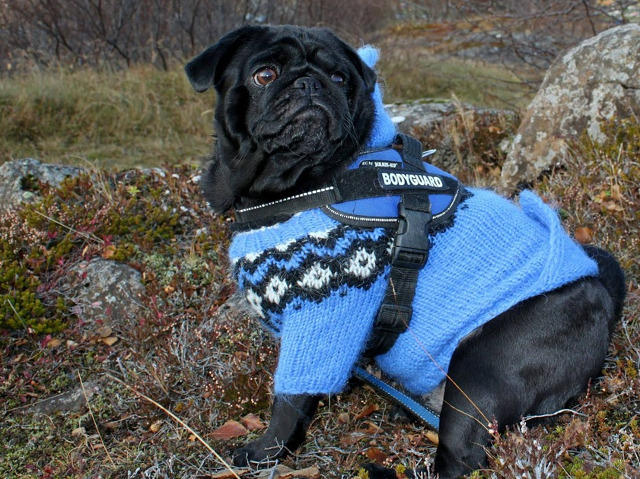 Un bodyguard de nadejde!