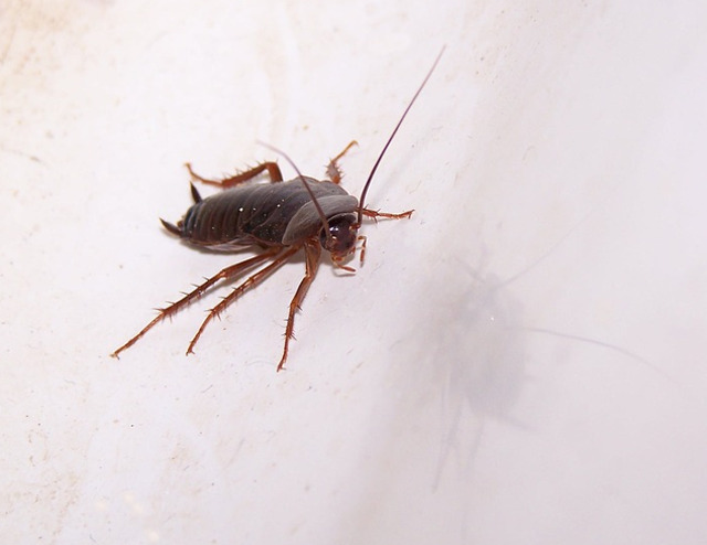 Te scapa de gandacii de bucatarie