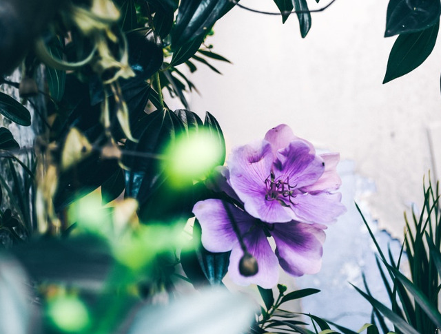 Inlatura parazitii din gradina