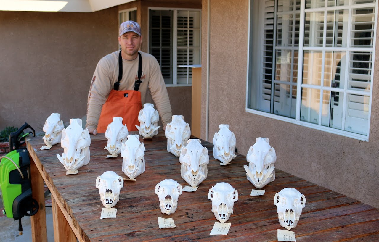 3. Cel care curata cranii