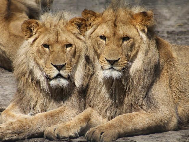 Responsabilitatea leului