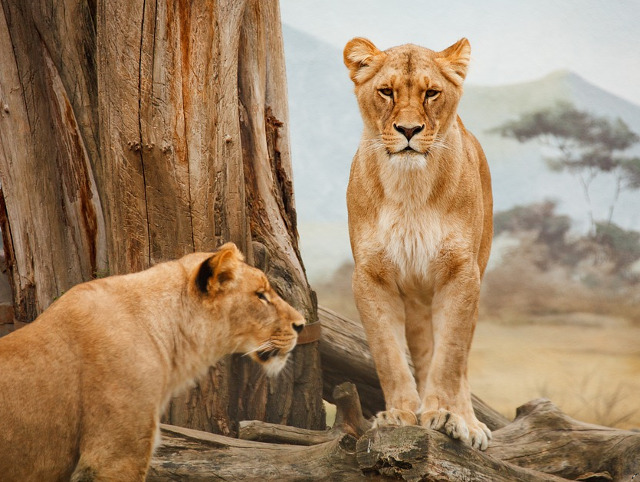 Nu simt gustul dulce