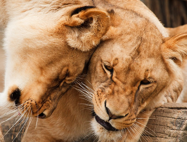 Atractie in lumea leilor