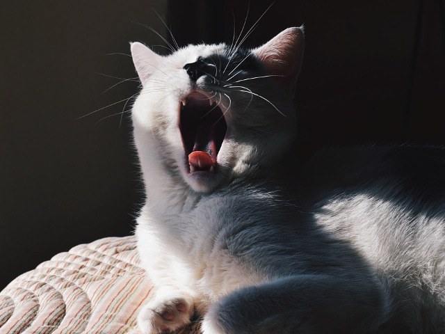 Cascatul e contagios