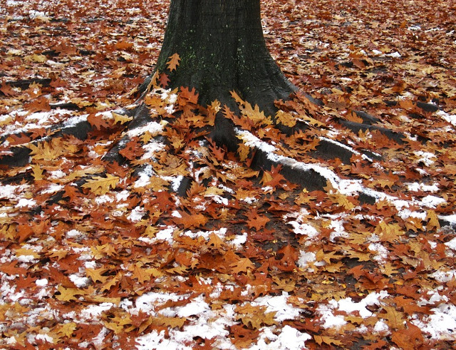 Ultimele frunze ale toamnei, cazute pe covorul alb, de zapada