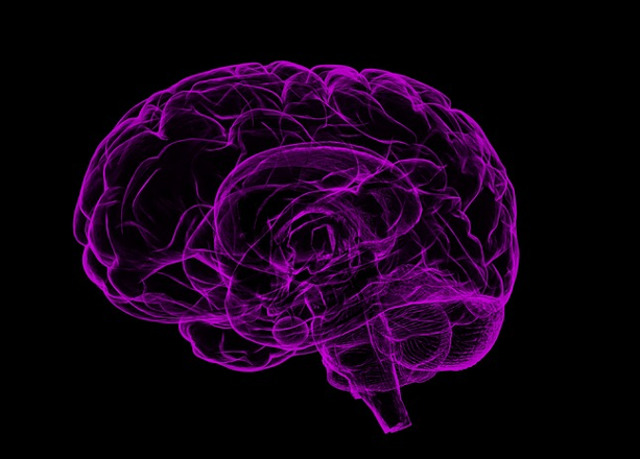 Indica marimea creierului