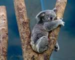 Ursuletii Koala dorm aproximativ 20 de ore pe zi!