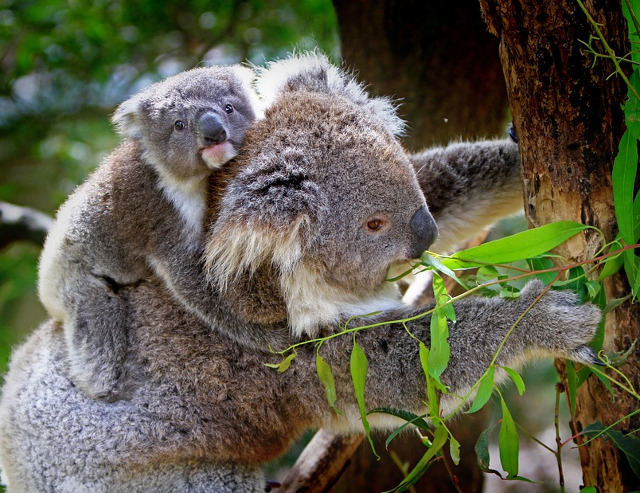 Mama si pui, de nedespartit!