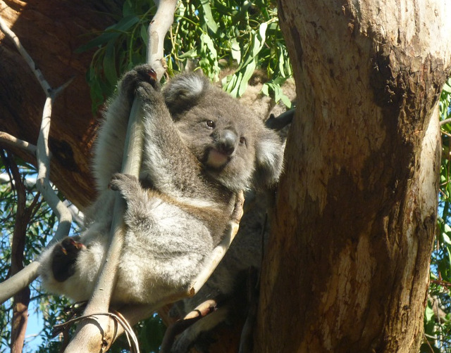 Sunt extrem de jucausi...