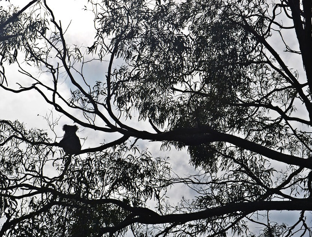 Isi petrec majoritatea timpului intr-un mod placut: catarati