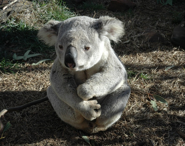 Imposibil sa nu indragesti acest ursulet adorabil!