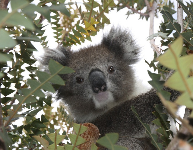 "Nu am niciun talent anume. Sunt doar extraordinar de curios" (Albert Einstein)