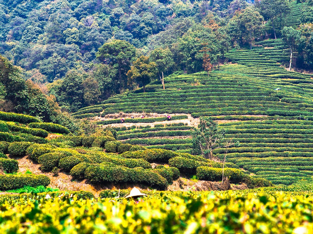 Util in combaterea cancerului