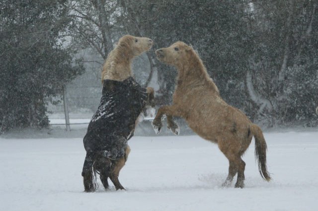 Pana si poneii sunt bucurosi de zapada