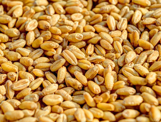 De Sfantul Andrei se pune grau la incoltit