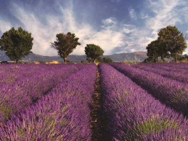 Aromele au puterea de a te binedispune