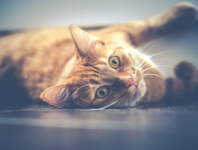 Pune pudra de talc in litiera pisicii