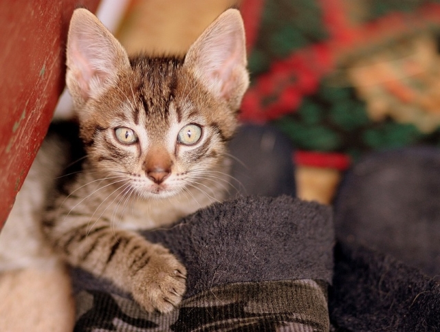 Atunci cand se face prea frig afara...