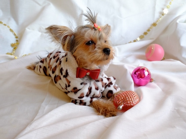 Asa cum orice catelus isi doreste!