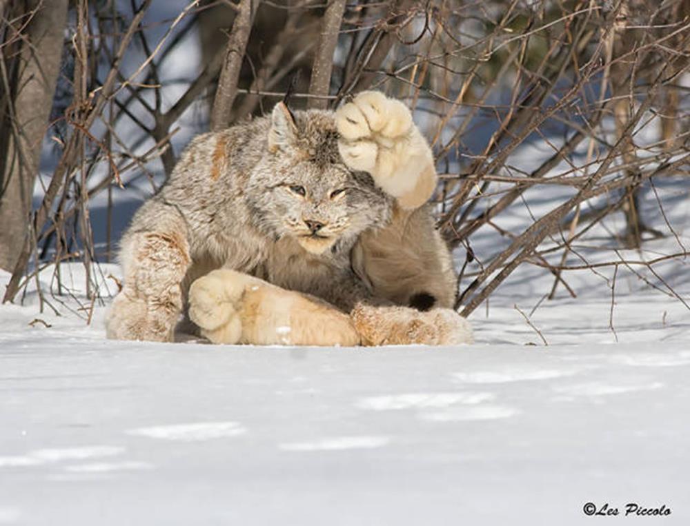 2. Lynx Canadian (LYNX CANADENSIS)