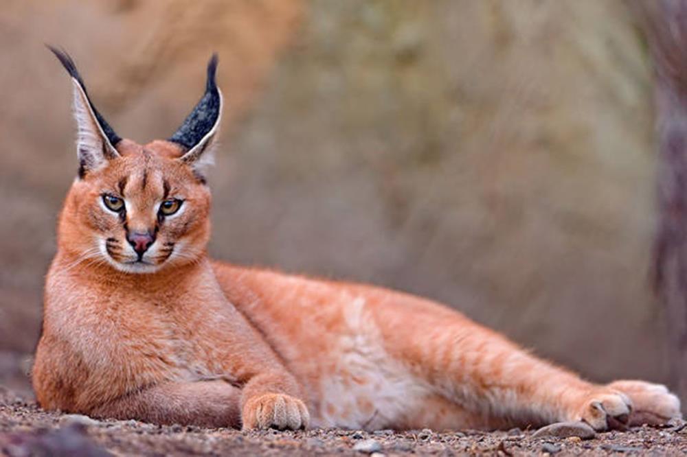 5. Caracal (CARACAL CARACAL)