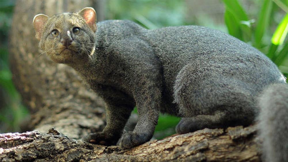 8. Jaguarundi
