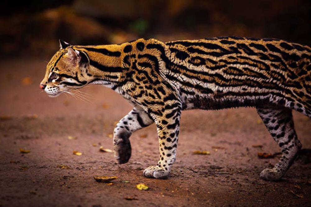 10. Ocelot (LEOPARDUS PARDALIS)