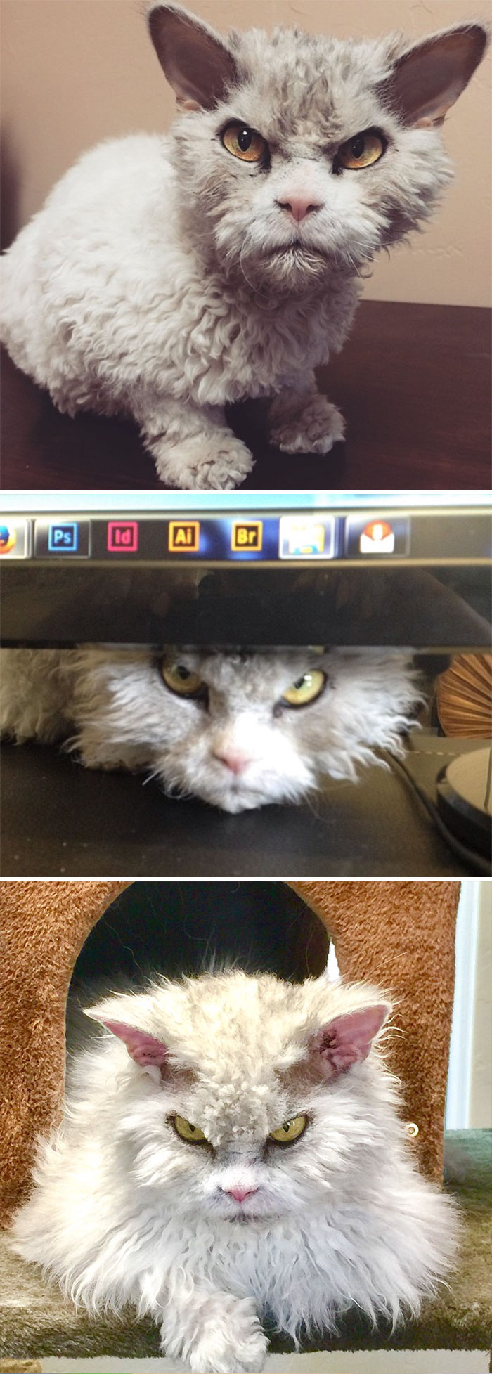 Albert nu are o privire blanda pentru nimeni