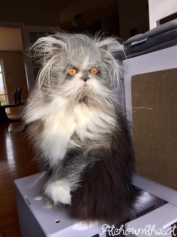 O pisica... cu atitudine