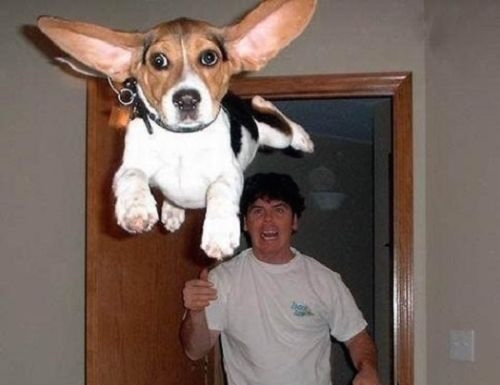 4. Zboara, puiule, zboara