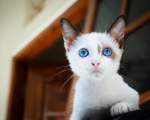 Sa fie oare cea mai fotogenica pisicuta?